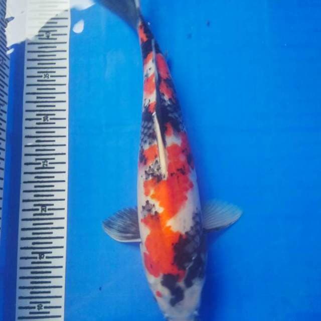 HD KOI
