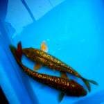 Aragoke ginrin 23,5cm+26cm.