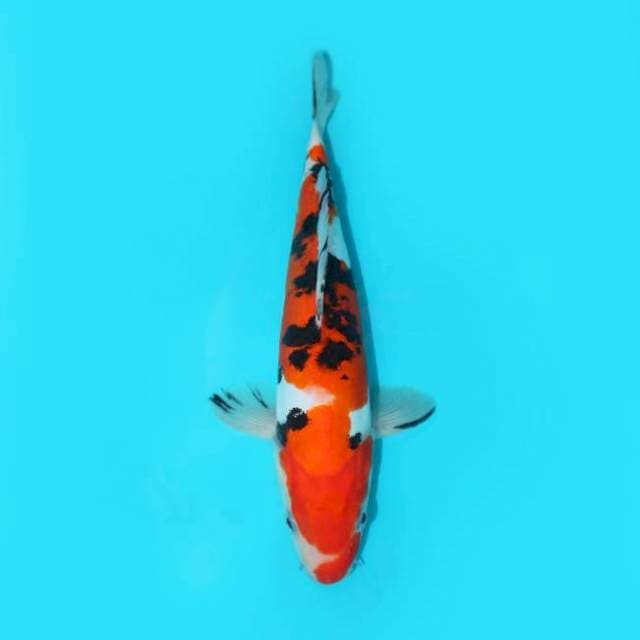 SANKE DOITSU 25 CM