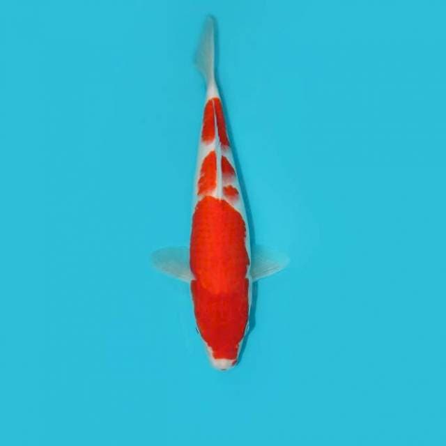 Kohaku 30cm