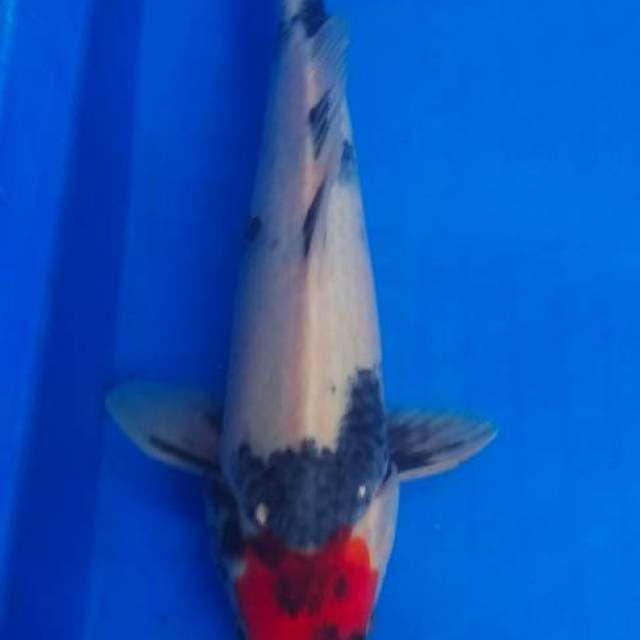 HDKOI