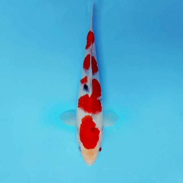 ASAHI 5 ~ SANKE 4 STEPS,-