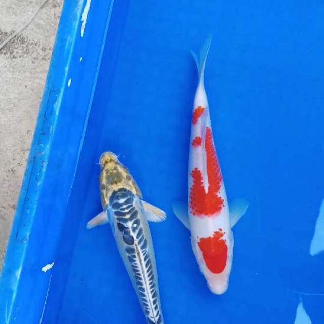 Mix koi