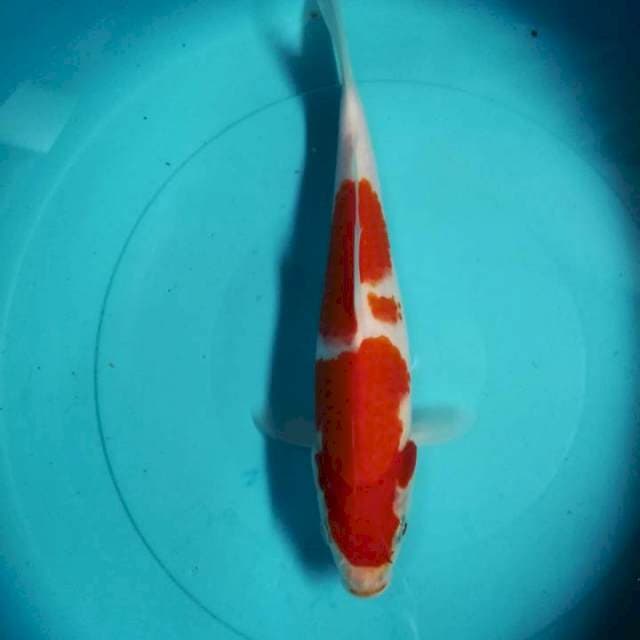 Kohaku
