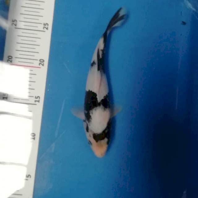 18cm Shiro RS