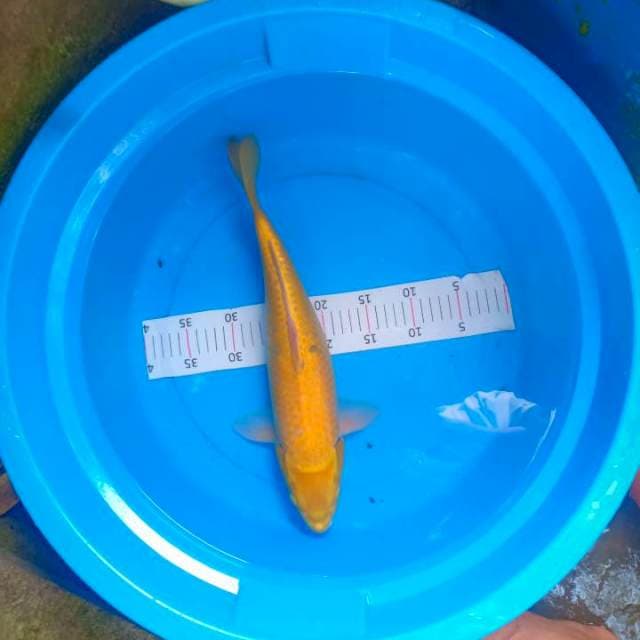 Karasi jumbo