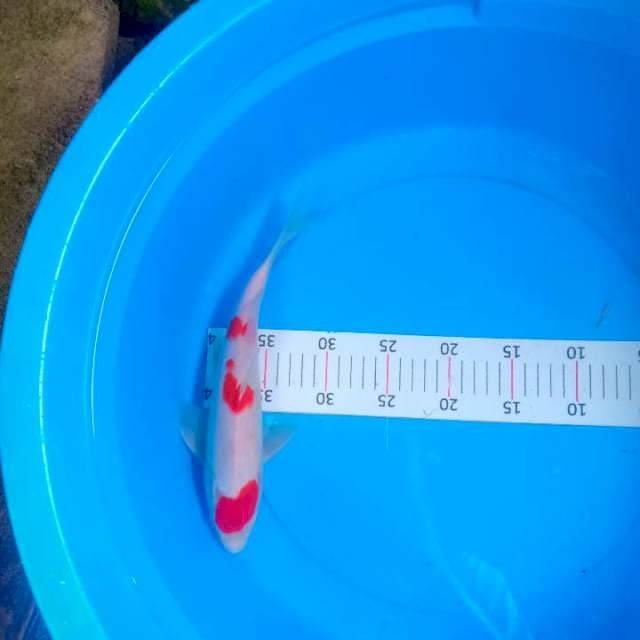 Kohaku merah darah