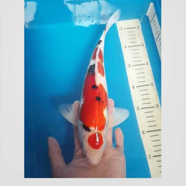 sanke maruten f1 tosai 40cm