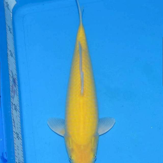 Karasi