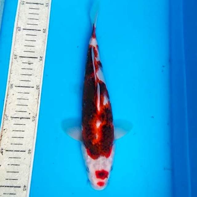 Goromo 30cm