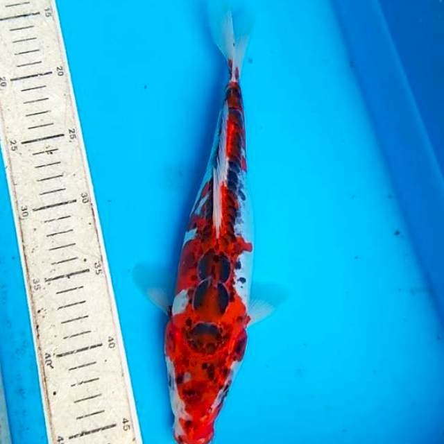 kojaku doitsu 30cm