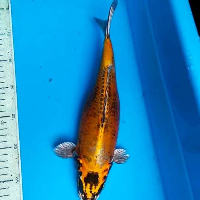 kiko 31cm