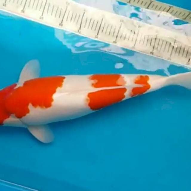 Kohaku
