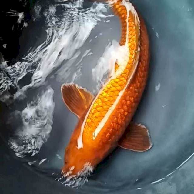 CHAGOI PEJINAK JANTAN, 42 CM