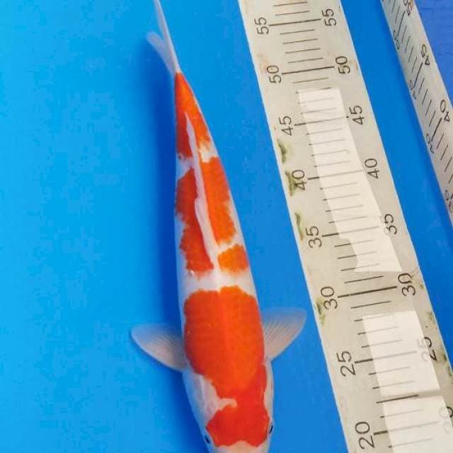 KOHAKU 3 step MALE