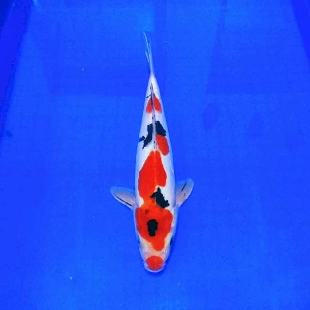 Doitsu sanke ori, merah