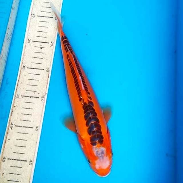 Hana shusui 30cm F1