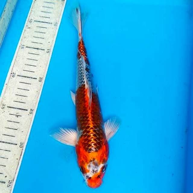 kojaku 28cm 