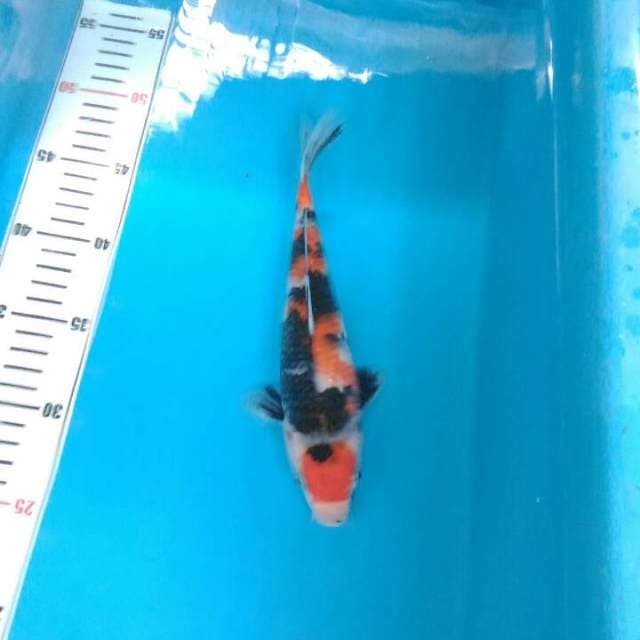 Showa maruten female 24 cm