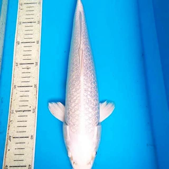 Platinum Ginein 40cm