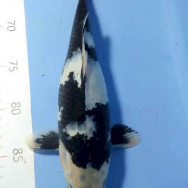 siro 30 cm fimale