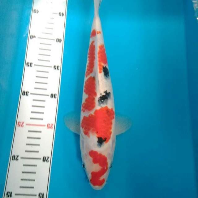 Sanke koleksi female 32 cm