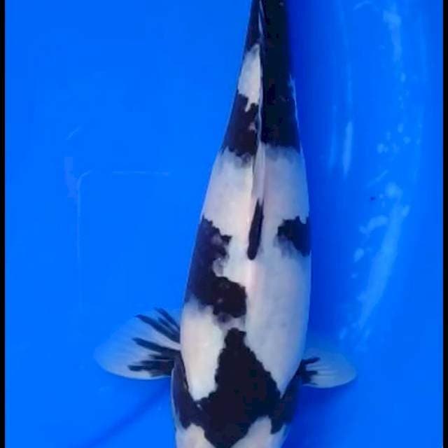 Shiro is is is istimidut, 30 cm