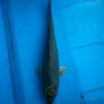Soragoi calon bagus 25cm