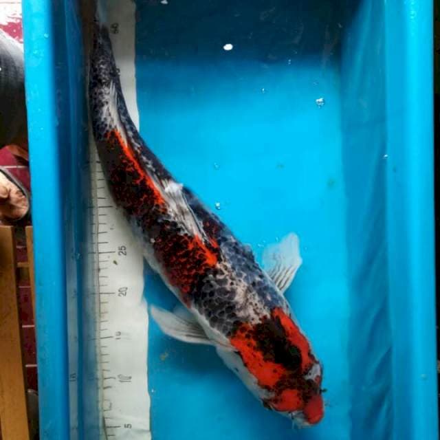 Kujaku merah, 60bu