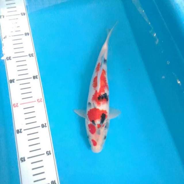 Sanke koleksi 26 cm