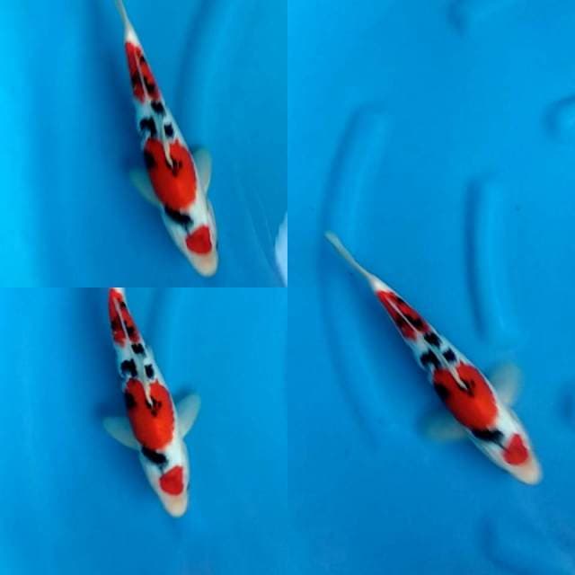 Maruteb Sanke High Quality