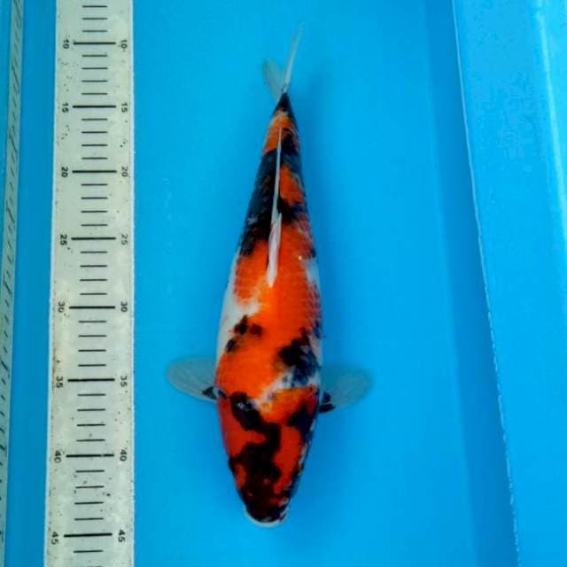 BKS ( SHOWA 35 CM ) 