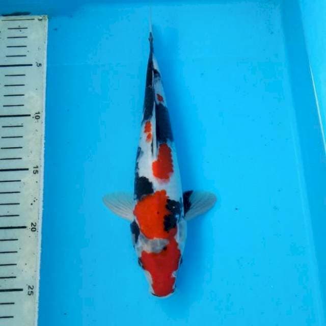 BKS ( SHOWA 25 CM )