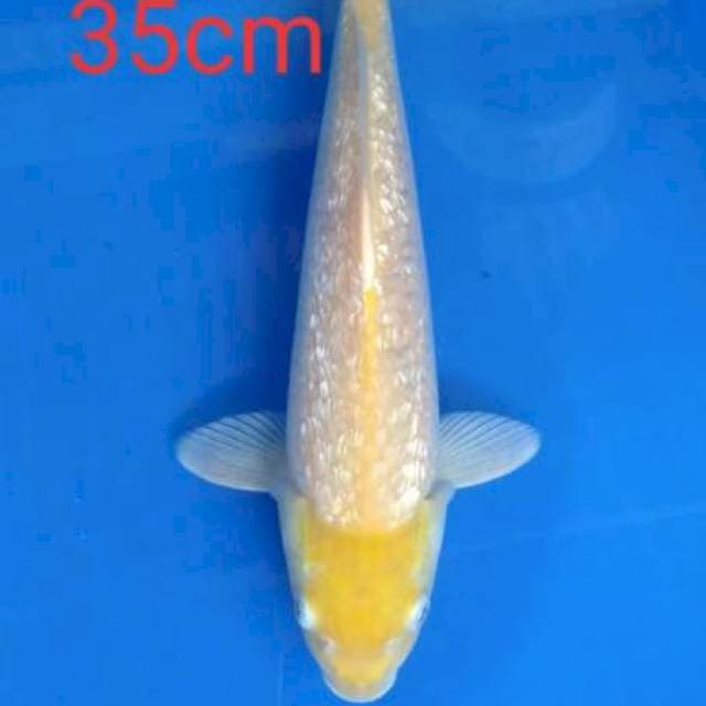 karasi mata merah ginrin