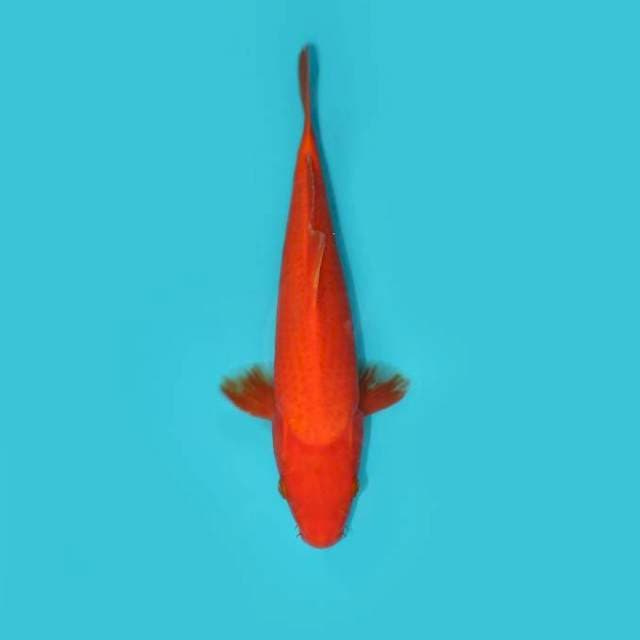 BENIGOI 29 CM