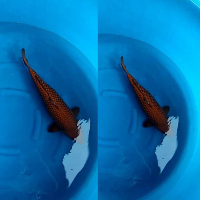 Jumbo Chagoi Tembaga , Siap Buat Indukan