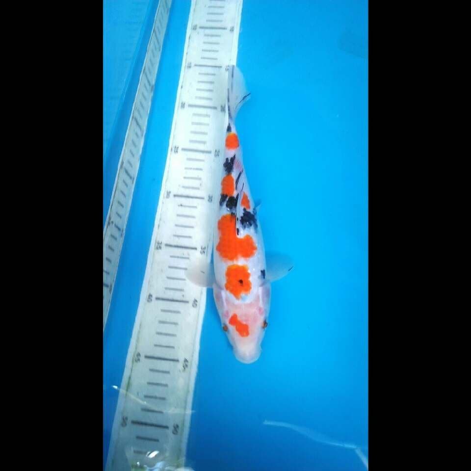 Original Sakura Sanke Cantik siap di koleksi
