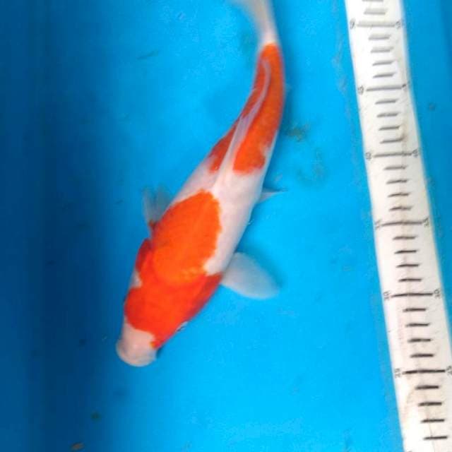 Kohaku