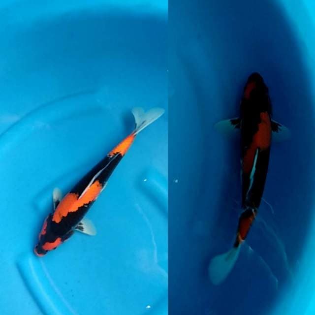 Hi Showa Mutogoro - Sumi Kental