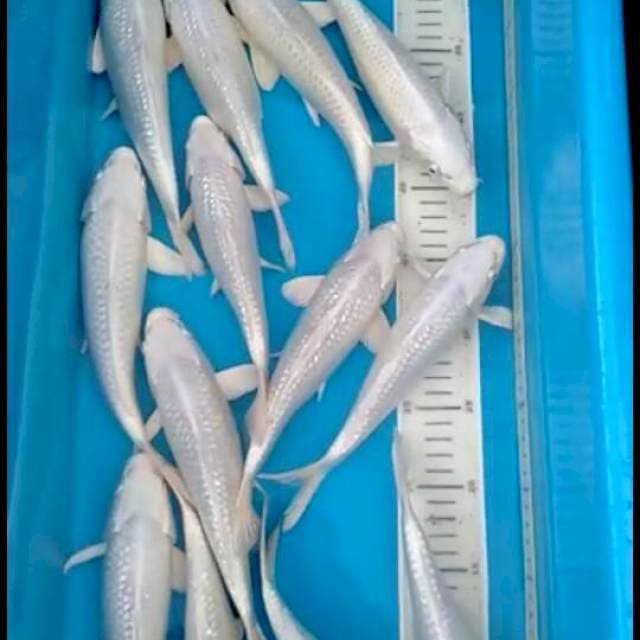 Platinum ginrin 10 ekor bulki 