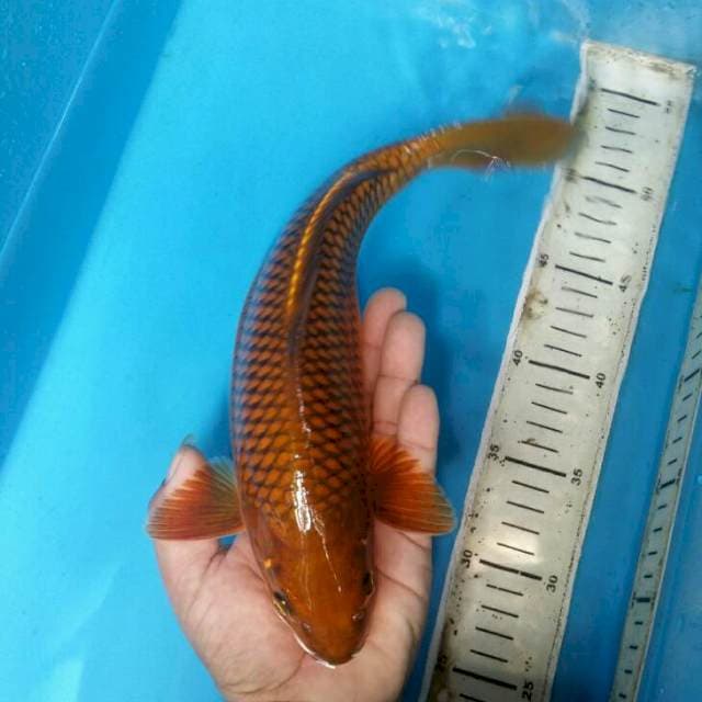 Chagoi tembaga berkualitas