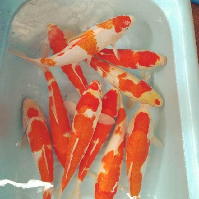 Paket kohaku 30cm 10ekor