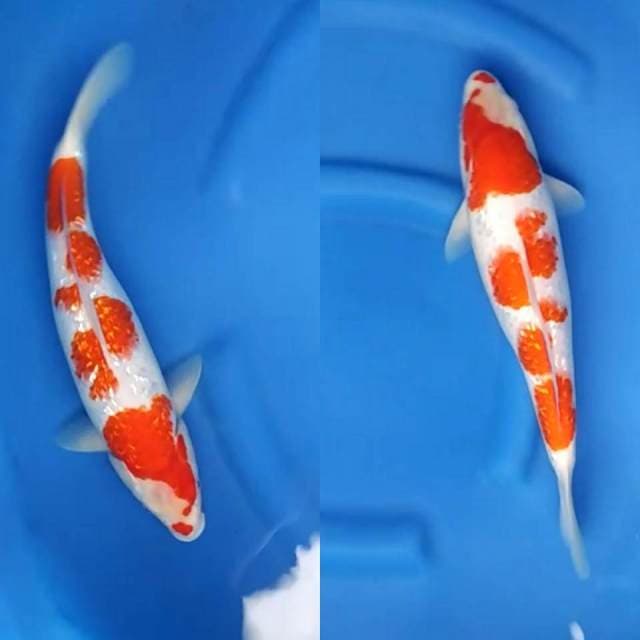 Kohaku Full Ginrin Calon Jumbo