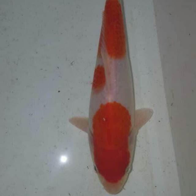 Kohaku original show quality