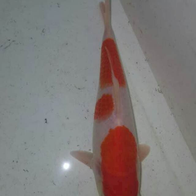 Kohaku original show quality