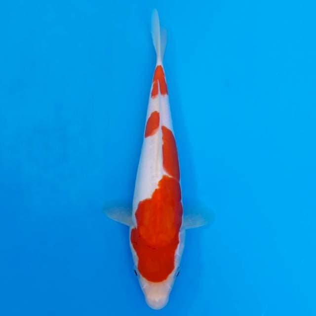 Kohaku doitsu
