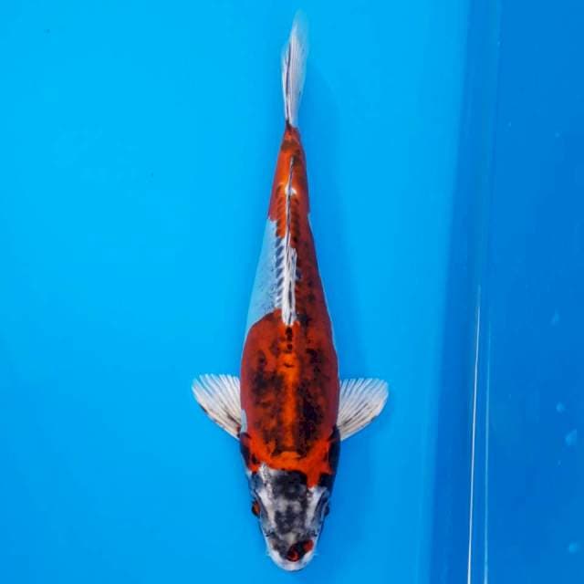 Beni kikokuryu