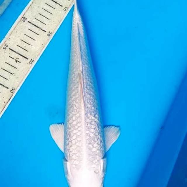 Platinum Ginrin 34cm
