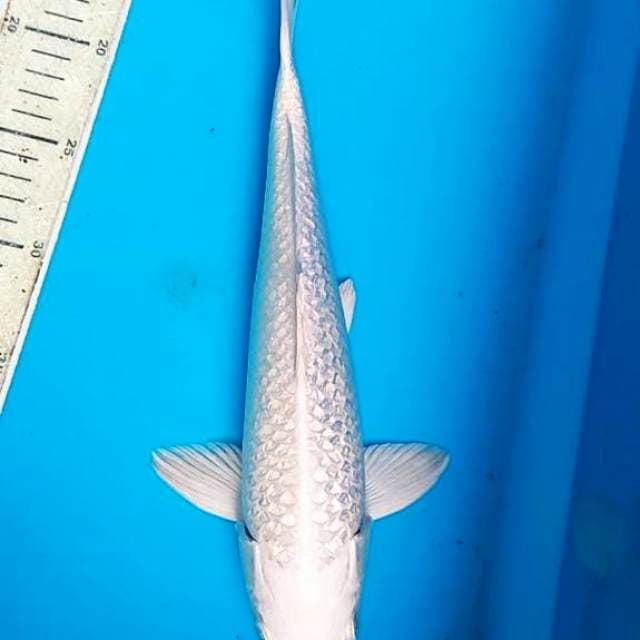 Platinum Gindrin 32cm