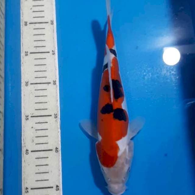 SANKE DOITSU 27 CM